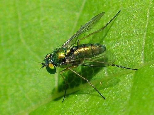 Female Dolichopodid fly