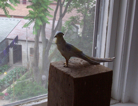a bird in the window