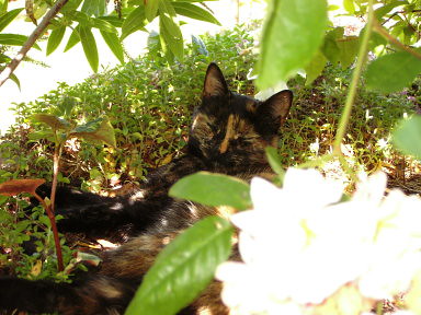 kitty in the flower bed