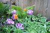 garden tulips in May