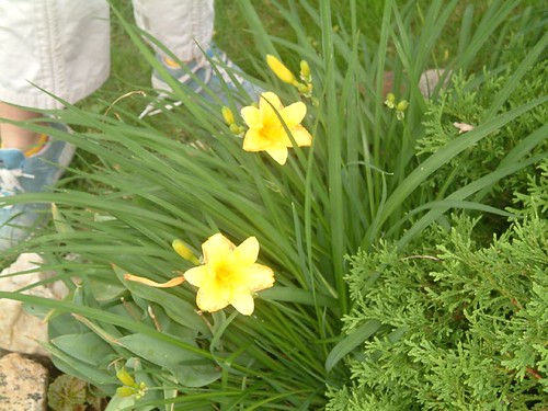 Day Lily 05