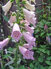 foxglove and clematis in bud
