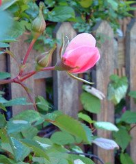 rosebud