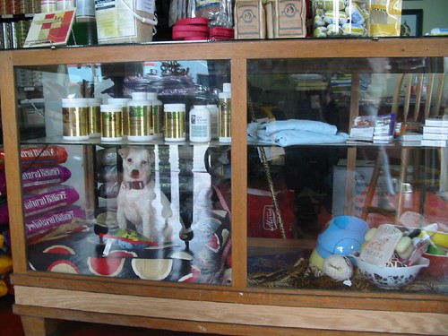 look at the doggy in the window