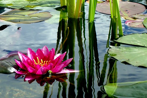 Water Lily - 1