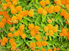 Butterfly weed full bloom