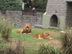 Zoo - 11 - Lions