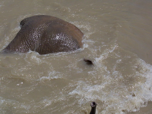 Immersed elephant