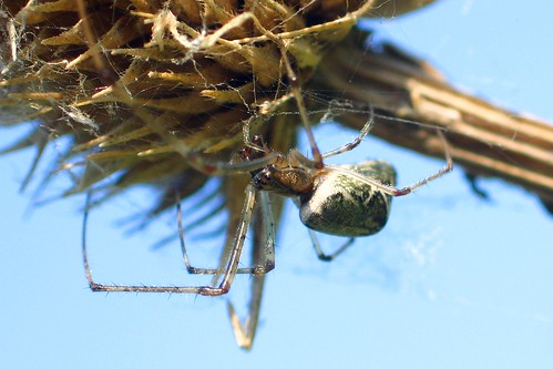 Long-jawed Orb weaver spider