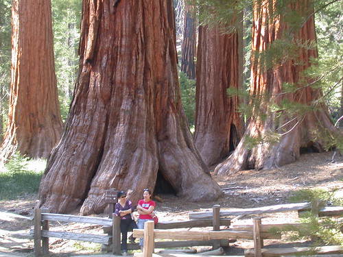 Giant Sequoias, Yosemite National Park