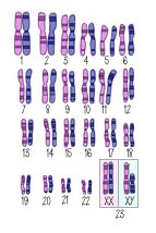 karyotype_46