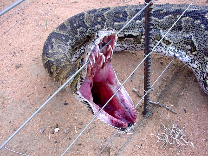 snakemouthCLOSE